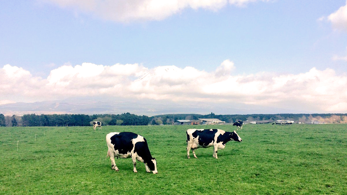 The Jazz Soul of the Cow: When a Saxophone Plays in the Pasture