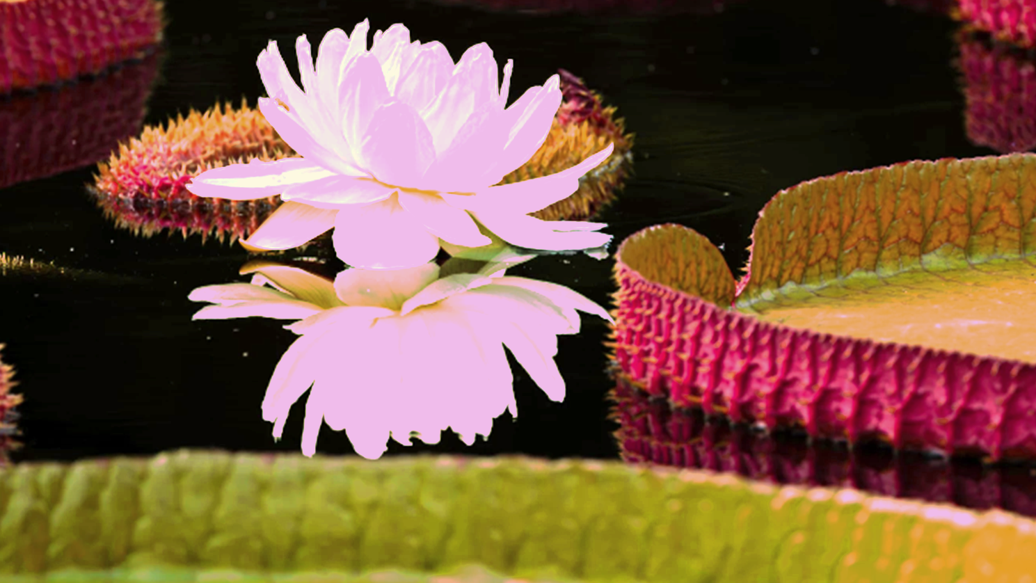 More Than a Pretty Pad: The Waterlily Weigh-Off 2025