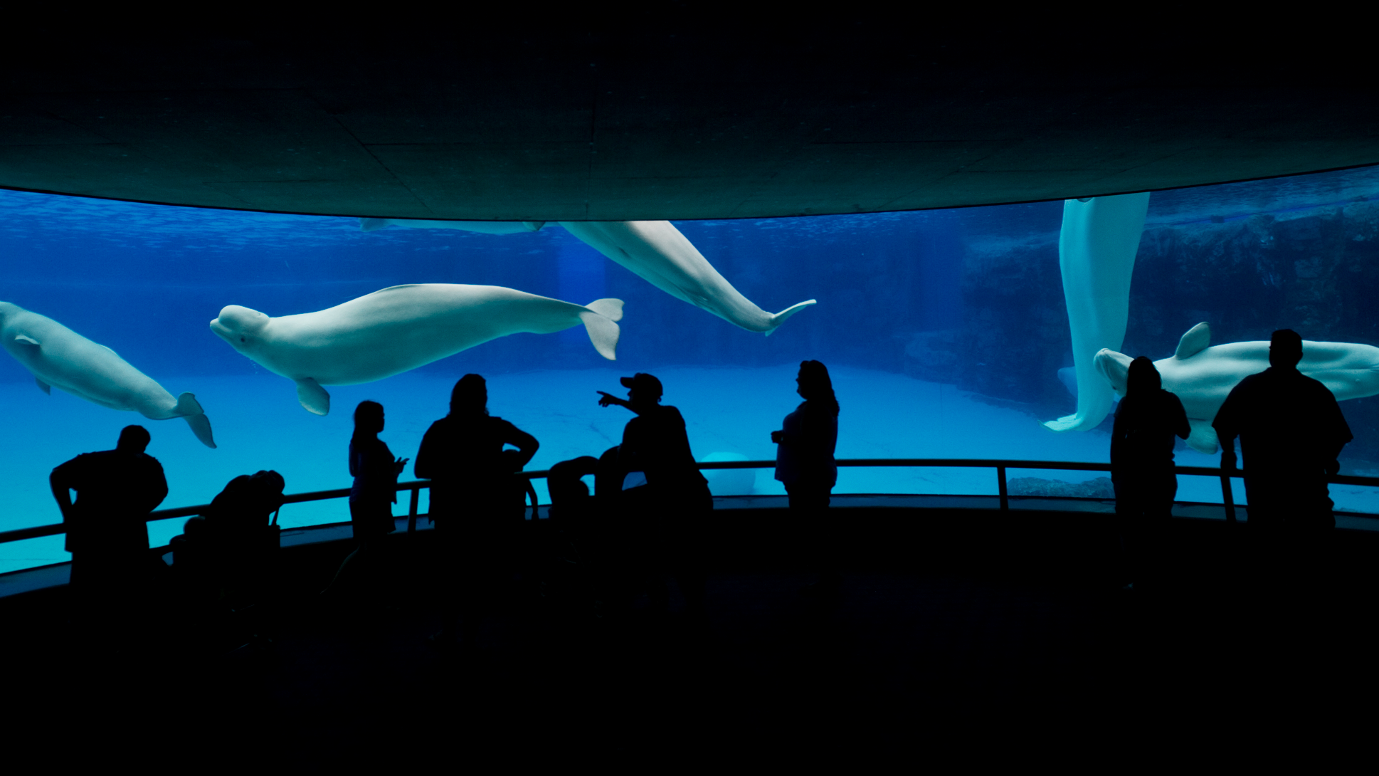 Canada’s Belugas: Euthanized for Their Own Good?