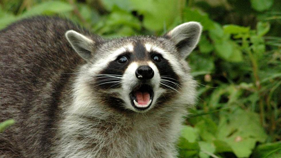 Move Over, Fido: The Raccoons Are Moving In