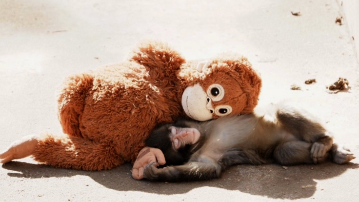 The Abandoned Monkey, the Plushie, and the Search for a Real Hug